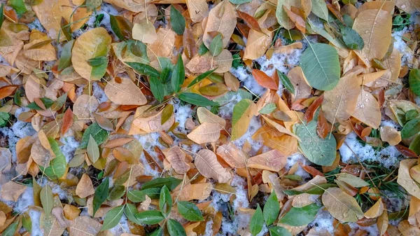 Renkli sonbahar yaprakları. Doğal arka plan