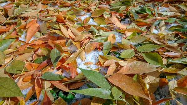 五颜六色的秋叶 自然背景 — 图库照片