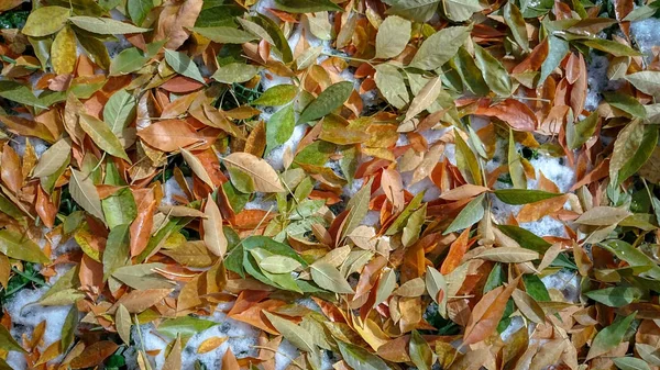 Kolorowych Liści Jesienią Naturalne Podłoże — Zdjęcie stockowe