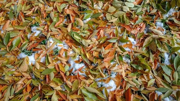 Kleurrijke Herfstbladeren Natuurlijke Achtergrond — Stockfoto