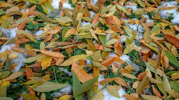 Renkli sonbahar yaprakları. Doğal arka plan