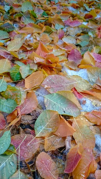 Colorful Autumn Leaves Natural Background — Stock Photo, Image