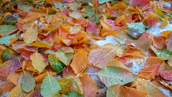 Folhas Outono Coloridas Fundo Natural — Fotografia de Stock