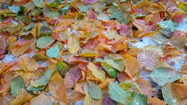 Feuilles Automne Colorées Contexte Naturel — Photo