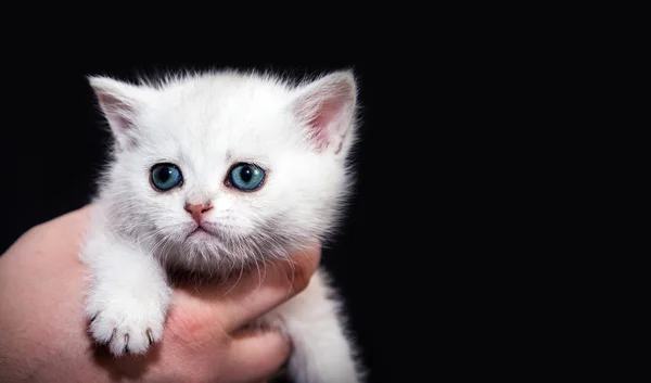 Ellerinin Üstünde Beyaz Tüylü Yavru Kedi Siyah Bir Arka Plan — Stok fotoğraf