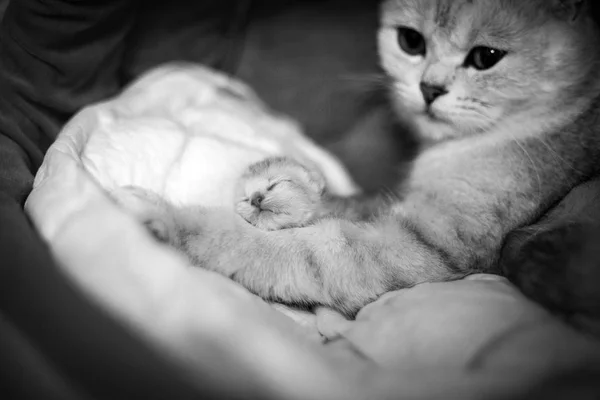 Cat with a little kitty. Beautiful moments of motherhood. British cat with a kitten. Black white photo.