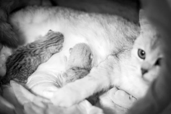 Cat with a little kitty. Beautiful moments of motherhood. British cat with a kitten. Black white photo.