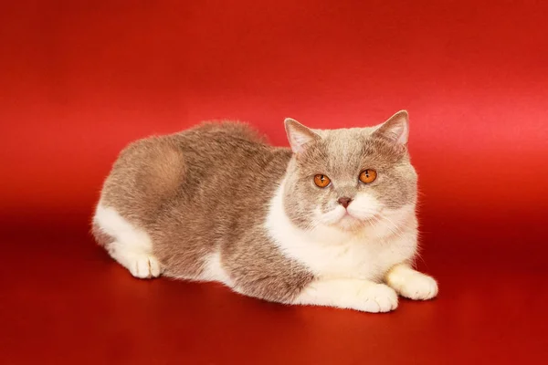 Gyönyörű Macska Piros Háttéren Fajtiszta Macska Brit Nyugodt Állat — Stock Fotó