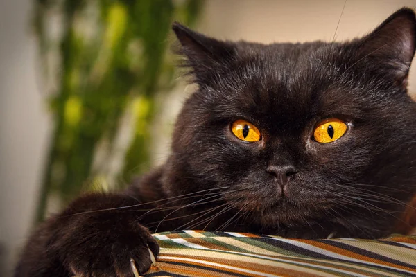 Beautiful black cat on the shoulder of a man. A cat with bright yellow eyes close-up. British cat