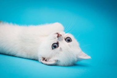 Mavi bir arka plan üzerinde oynak beyaz yavru kedi. İngiliz çinçilla. Güzel kedicik. Reklam için bir yavru kedi portresi.