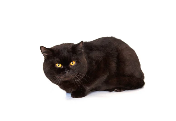 Gyönyörű Fekete Macska Fehér Háttér Előtt Fajtiszta Macska Brit — Stock Fotó
