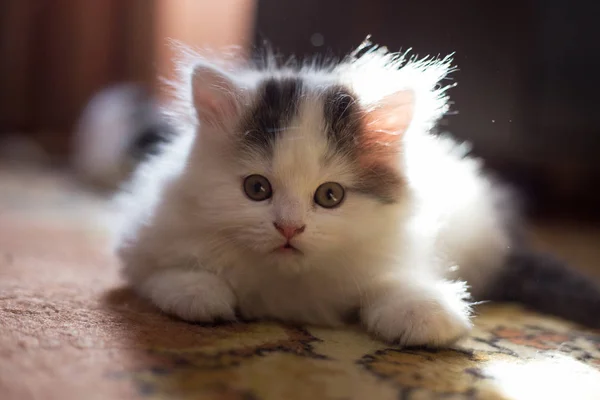 Kulak Asma Kabarık Beyaz Kedi Yavrusu Yavru Kedi Şirin Sevgili — Stok fotoğraf