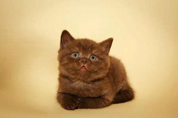 巧克力小猫在家里 好玩的小猫咪苏格兰直 — 图库照片