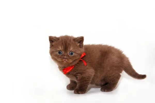 Fluffy Chocolate Kitten Red Bow White Background Closeup Portrait Cat — Stock Photo, Image