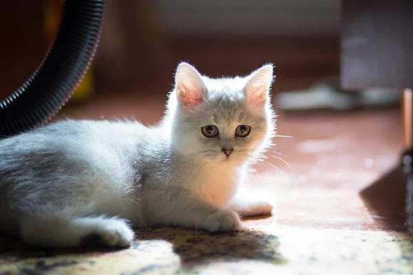 Puszysty Biały Kotek Zbliżenie Ładny Ukochana Piękna Kotka Kot Brytyjski — Zdjęcie stockowe