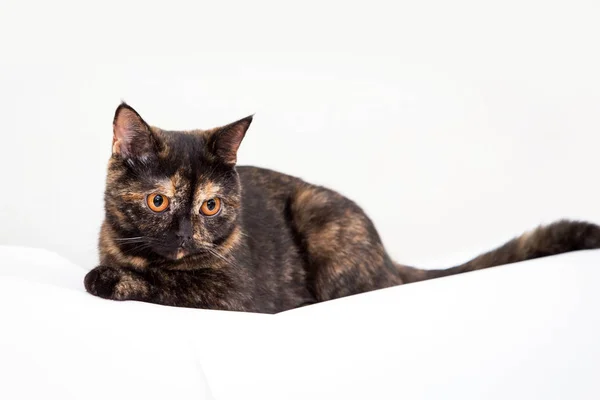 Schöne Mehrfarbige Katze Mit Leuchtenden Augen Auf Weißem Hintergrund Schönes — Stockfoto