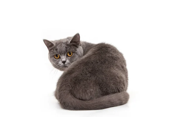 Gyönyörű Kék Macska Fehér Alapon Fajtiszta Macska Brit Kövér Nyugodt — Stock Fotó