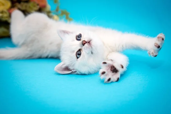 Zabawny Kotek Biały Niebieskim Tle Brytyjski Szynszyla Mały Piękny Kot — Zdjęcie stockowe