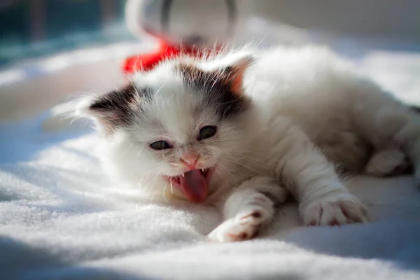 Puszysty Biały Kotek Zbliżenie Ładny Ukochana Piękna Kotka Portret Kota — Zdjęcie stockowe
