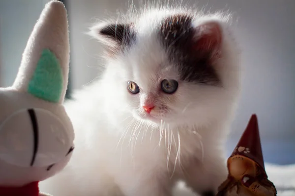 ふわふわの白い子猫 かわいい 愛され 美しい子猫のクローズ アップ 猫の肖像画 自然にスコットランドのストレート キティ自宅を設定 — ストック写真