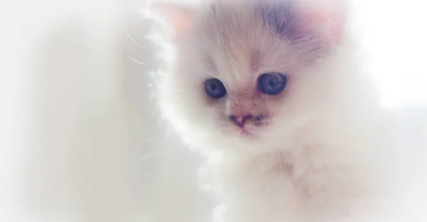 Gatito Blanco Esponjoso Lindo Amado Hermoso Gatito Cerca Retrato Gato — Foto de Stock