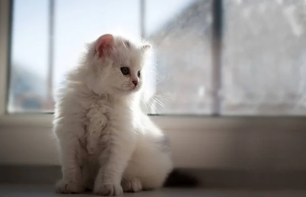 毛茸茸的白猫 心爱的 美丽的小猫特写镜头 猫的肖像 苏格兰直猫在一个自然的环境在家里 — 图库照片
