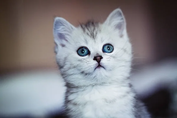 Пушистый Белый Котёнок Милый Любимый Красивый Котенок Крупным Планом Портрет — стоковое фото