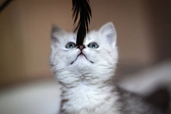 毛茸茸的白猫 心爱的 美丽的小猫特写镜头 猫的肖像 苏格兰直猫在一个自然的环境在家里 — 图库照片