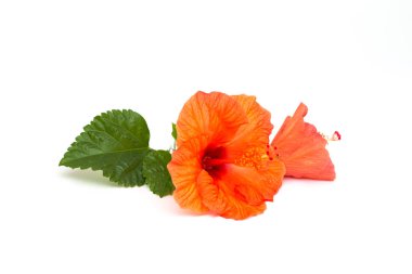 Parlak kırmızı hibiscus çiçek beyaz zemin üzerine yeşil yaprak. Güzel çiçek kapatın. Metin eklemek için bir yer. Tebrik kartları veya poster için arka plan.