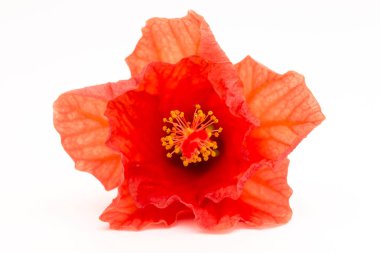 Parlak kırmızı hibiscus çiçek beyaz zemin üzerine yeşil yaprak. Güzel çiçek kapatın. Metin eklemek için bir yer. Tebrik kartları veya poster için arka plan.