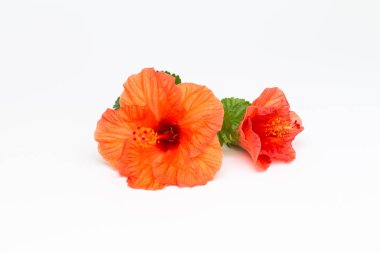 Parlak kırmızı hibiscus çiçek beyaz zemin üzerine yeşil yaprak. Güzel çiçek kapatın. Metin eklemek için bir yer. Tebrik kartları veya poster için arka plan.