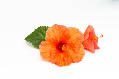 Parlak kırmızı hibiscus çiçek beyaz zemin üzerine yeşil yaprak. Güzel çiçek kapatın. Metin eklemek için bir yer. Tebrik kartları veya poster için arka plan.