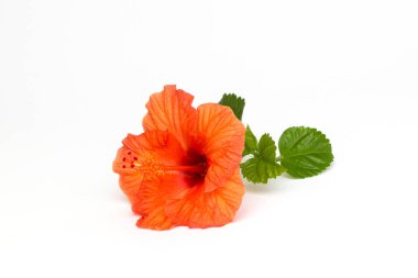 Parlak kırmızı hibiscus çiçek beyaz zemin üzerine yeşil yaprak. Güzel çiçek kapatın. Metin eklemek için bir yer. Tebrik kartları veya poster için arka plan.