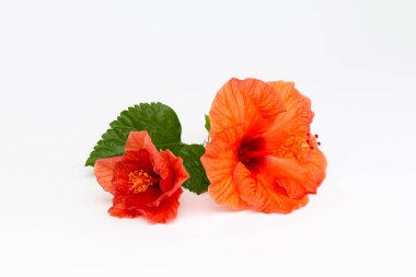 Parlak kırmızı hibiscus çiçek beyaz zemin üzerine yeşil yaprak. Güzel çiçek kapatın. Metin eklemek için bir yer. Tebrik kartları veya poster için arka plan.