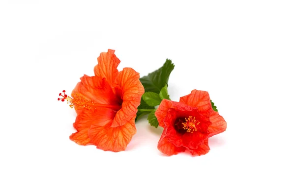 Leuchtend Rote Hibiskusblüte Mit Grünem Blatt Auf Weißem Hintergrund Schöne — Stockfoto