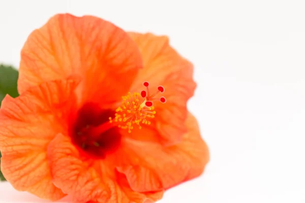 Leuchtend Rote Hibiskusblüte Mit Grünem Blatt Auf Weißem Hintergrund Schöne — Stockfoto