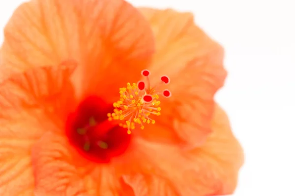 Fleur Hibiscus Rouge Vif Avec Feuille Verte Sur Fond Blanc — Photo