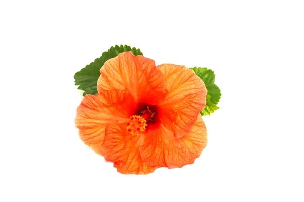 Bright Red Hibiscus Flower Green Leaf White Background Beautiful Flower Stock Photo