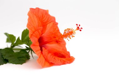 Parlak kırmızı hibiscus çiçek beyaz zemin üzerine yeşil yaprak. Güzel çiçek kapatın. Metin eklemek için yer.