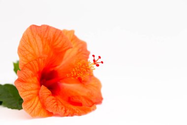 Parlak kırmızı hibiscus çiçek beyaz zemin üzerine yeşil yaprak. Güzel çiçek kapatın. Metin eklemek için yer.