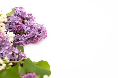 Beyaz arka plan üzerinde güzel leylak. Metin eklemek için bir yer. Bahar arka plan. Düz, en iyi görünümü.