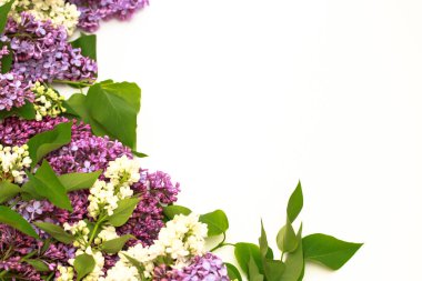 Beyaz arka plan üzerinde güzel leylak. Metin eklemek için bir yer. Bahar arka plan. Düz, en iyi görünümü.