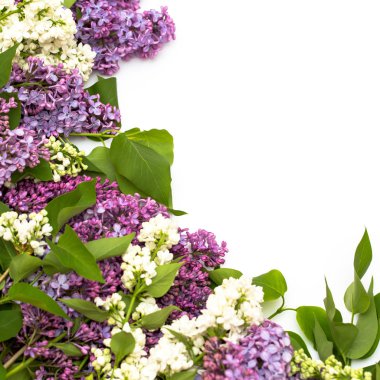 Beyaz arka plan üzerinde güzel leylak. Metin eklemek için bir yer. Bahar arka plan. Düz, en iyi görünümü.