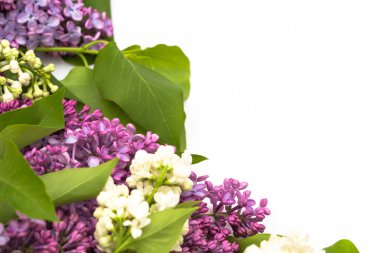 Beyaz arka plan üzerinde güzel leylak. Metin eklemek için bir yer. Bahar arka plan. Düz, en iyi görünümü.