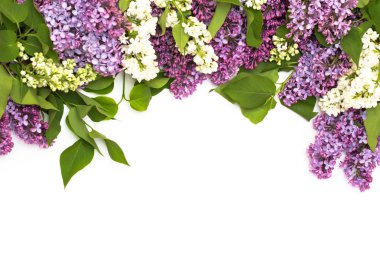 Beyaz arka plan üzerinde güzel leylak. Metin eklemek için bir yer. Bahar arka plan. Düz, en iyi görünümü.