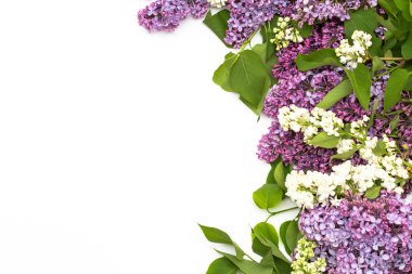 Beyaz arka plan üzerinde güzel leylak. Metin eklemek için bir yer. Bahar arka plan. Düz, en iyi görünümü.