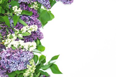 Beyaz arka plan üzerinde güzel leylak. Metin eklemek için bir yer. Bahar arka plan. Düz, en iyi görünümü.