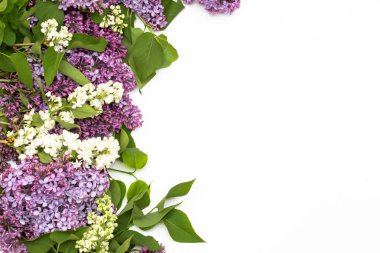 Beyaz arka plan üzerinde güzel leylak. Metin eklemek için bir yer. Bahar arka plan. Düz, en iyi görünümü.