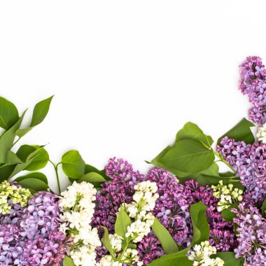 Beyaz arka plan üzerinde güzel leylak. Metin eklemek için bir yer. Bahar arka plan. Düz, en iyi görünümü.