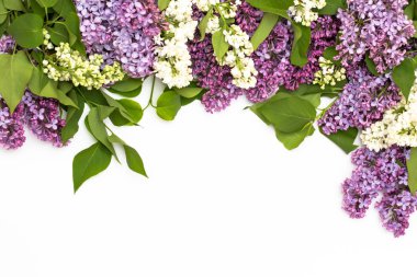 Beyaz arka plan üzerinde güzel leylak. Metin eklemek için bir yer. Bahar arka plan. Düz, en iyi görünümü.